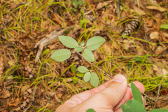 Amelanchier stolonifera
