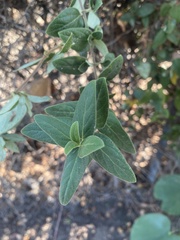 Ceanothus oliganthus