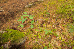 Amelanchier stolonifera