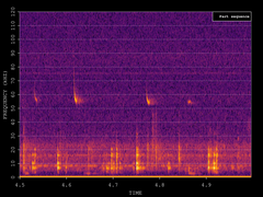 Pipistrellus pygmaeus