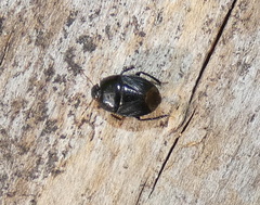 Pangaeus bilineatus