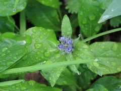 Veronica wormskjoldii