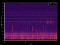 Pipistrellus pygmaeus