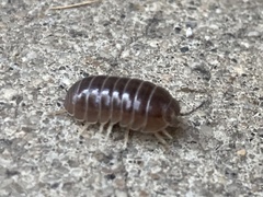 Armadillidium vulgare