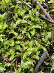 Eurhynchium