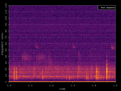 Pipistrellus pygmaeus
