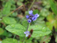 Veronica wormskjoldii