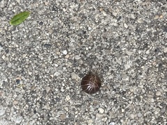 Armadillidium vulgare