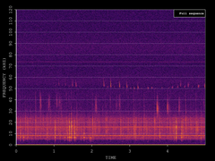 Pipistrellus pygmaeus