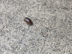 Armadillidium vulgare