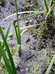 Lithobates clamitans