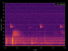 Pipistrellus pygmaeus