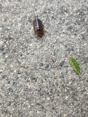 Armadillidium vulgare