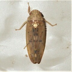 Ponana quadralaba