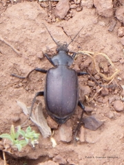 Calosoma vagans