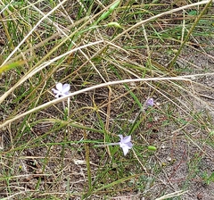 Ipomopsis longiflora