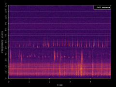 Pipistrellus pygmaeus