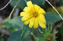 Helianthus divaricatus