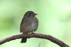 Muscicapa muttui