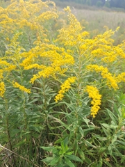 Solidago altissima