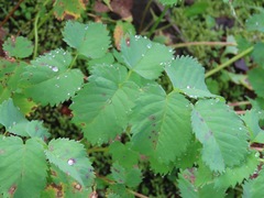 Sanguisorba stipulata