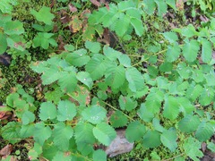 Sanguisorba stipulata