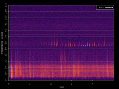 Pipistrellus pygmaeus