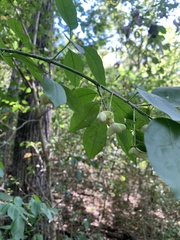 Euonymus atropurpureus