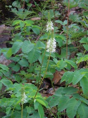 Sanguisorba stipulata