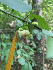 Euonymus atropurpureus