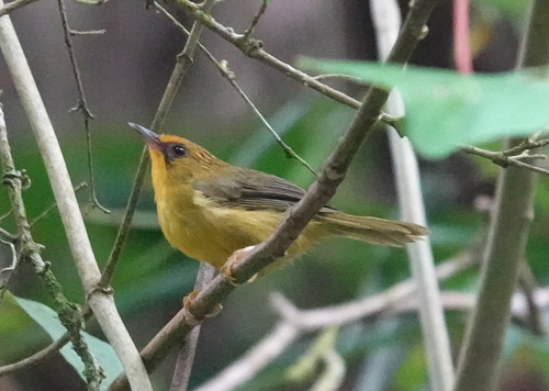 Golden Babbler (Cyanoderma chrysaeum), photo 9