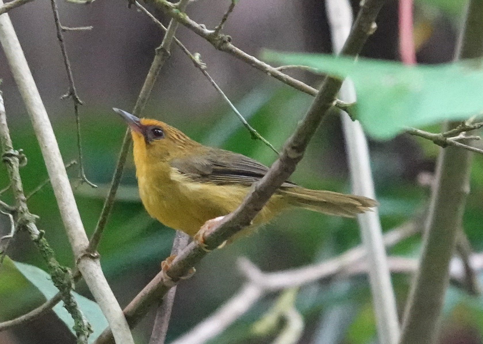 Golden Babbler