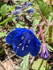 Phacelia campanularia