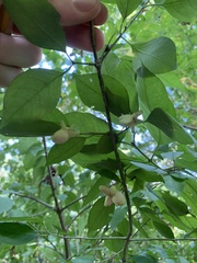 Euonymus atropurpureus