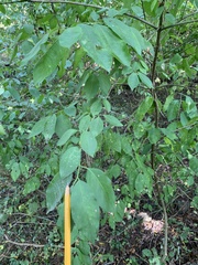 Euonymus atropurpureus