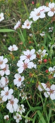 Adenandra