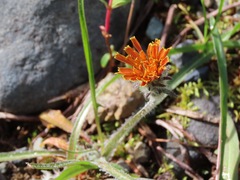 Agoseris aurantiaca