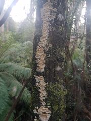 Byssomerulius corium