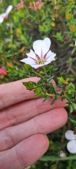 Adenandra