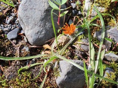 Agoseris aurantiaca