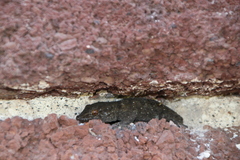 Tarentola gomerensis