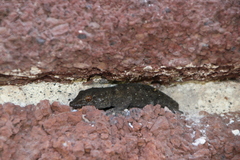 Tarentola gomerensis