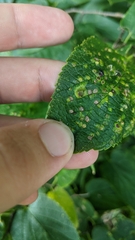 Pachypsylla celtidisvesicula