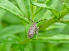 Eupogonius tomentosus