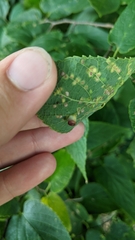 Pachypsylla celtidisvesicula