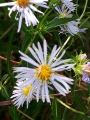 Symphyotrichum
