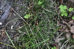 Equisetum scirpoides
