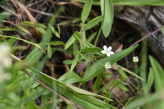 Moehringia lateriflora