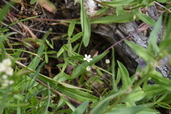 Moehringia lateriflora
