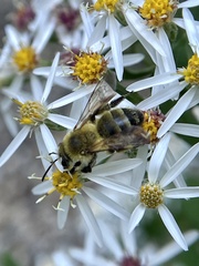 Andrena hirticincta